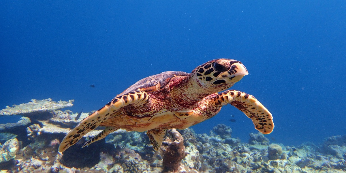 The Sea Turtles of Milaidhoo